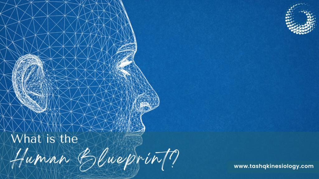 blueprint of human face on blue background